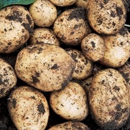 Swift Seed Potatoes